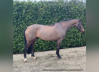 Zangersheider, Hongre, 6 Ans, 163 cm, Bai