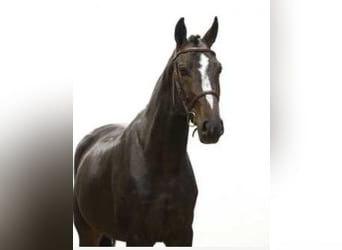 Zangersheider, Hongre, 6 Ans, 165 cm, Bai brun