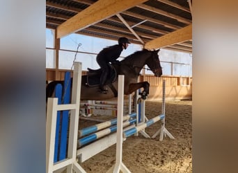 Zangersheider, Hongre, 6 Ans, 166 cm, Bai