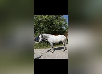 Zangersheider, Hongre, 6 Ans, 166 cm, Gris pommelé