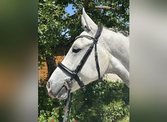 Zangersheider, Hongre, 6 Ans, 166 cm, Gris pommelé
