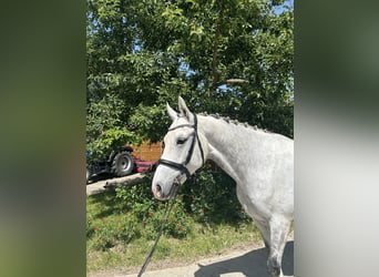 Zangersheider, Hongre, 6 Ans, 166 cm, Gris pommelé