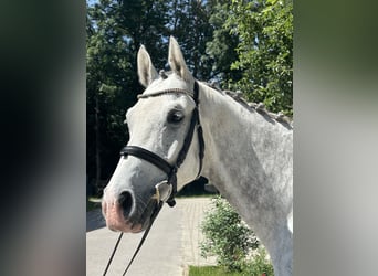 Zangersheider, Hongre, 6 Ans, 166 cm, Gris pommelé