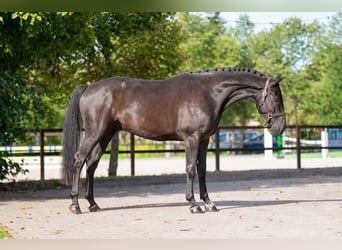 Zangersheider, Hongre, 6 Ans, 166 cm, Noir
