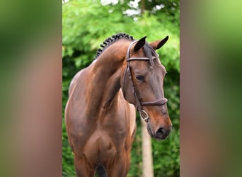 Zangersheider, Hongre, 6 Ans, 167 cm, Bai