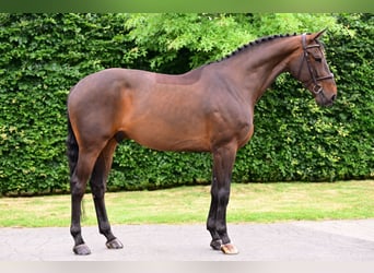 Zangersheider, Hongre, 6 Ans, 167 cm, Bai
