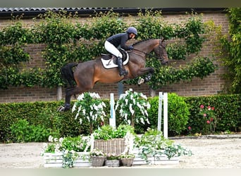 Zangersheider, Hongre, 6 Ans, 167 cm, Bai