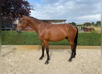 Zangersheider, Hongre, 6 Ans, 167 cm, Bai