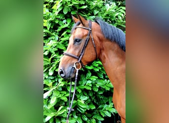 Zangersheider, Hongre, 6 Ans, 168 cm, Bai