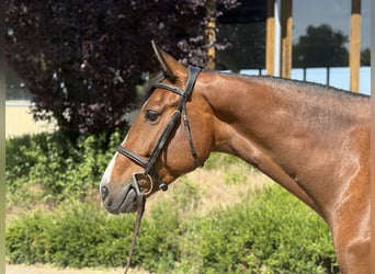 Zangersheider, Hongre, 6 Ans, 168 cm, Bai