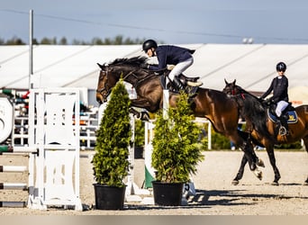 Zangersheider, Hongre, 6 Ans, 169 cm, Bai cerise