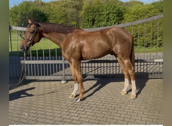 Zangersheider, Hongre, 6 Ans, 170 cm, Alezan brûlé