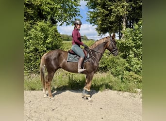 Zangersheider, Hongre, 6 Ans, 170 cm, Alezan brûlé