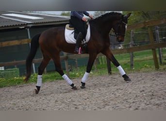 Zangersheider, Hongre, 6 Ans, 170 cm, Bai brun