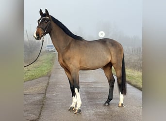 Zangersheider, Hongre, 6 Ans, 171 cm, Bai cerise