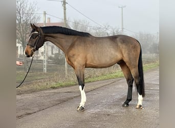 Zangersheider, Hongre, 6 Ans, 171 cm, Bai cerise