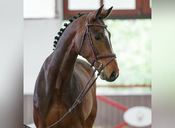 Zangersheider, Hongre, 6 Ans, 171 cm, Bai
