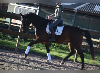 Zangersheider, Hongre, 6 Ans, 172 cm, Bai