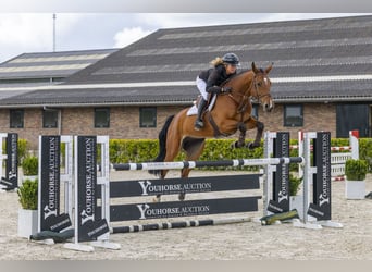 Zangersheider, Hongre, 6 Ans, 172 cm