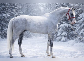 Zangersheider, Hongre, 6 Ans, 172 cm, Gris