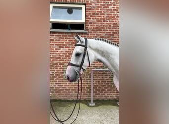 Zangersheider, Hongre, 6 Ans, 172 cm, Gris