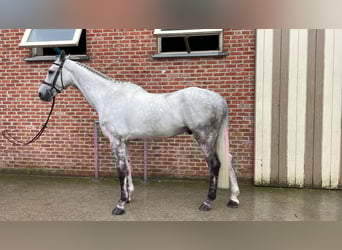 Zangersheider, Hongre, 6 Ans, 172 cm, Gris