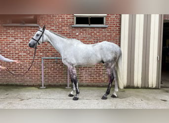 Zangersheider, Hongre, 6 Ans, 172 cm, Gris