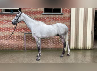 Zangersheider, Hongre, 6 Ans, 172 cm, Gris