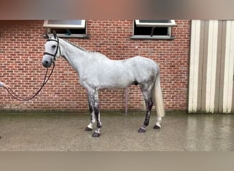 Zangersheider, Hongre, 6 Ans, 172 cm, Gris