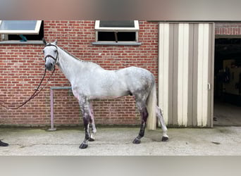 Zangersheider, Hongre, 6 Ans, 172 cm, Gris