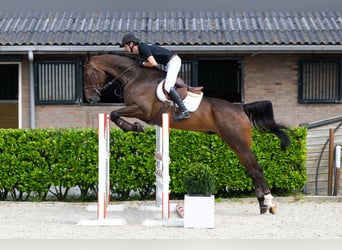 Zangersheider, Hongre, 6 Ans, 173 cm, Bai brun