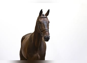 Zangersheider, Hongre, 6 Ans, 173 cm, Bai brun