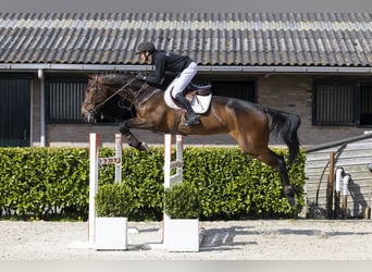 Zangersheider, Hongre, 6 Ans, 173 cm