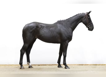 Zangersheider, Hongre, 6 Ans, 173 cm, Noir