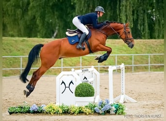 Zangersheider, Hongre, 6 Ans, 174 cm, Bai