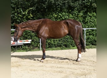 Zangersheider, Hongre, 6 Ans, 175 cm, Alezan brûlé