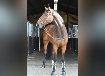 Zangersheider, Hongre, 6 Ans, 175 cm, Bai brun
