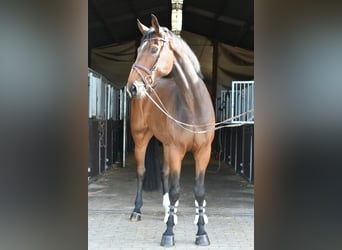 Zangersheider, Hongre, 6 Ans, 175 cm, Bai brun