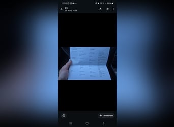 Zangersheider, Hongre, 6 Ans, 175 cm, Bai brun foncé