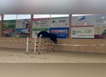 Zangersheider, Hongre, 6 Ans, 175 cm, Bai brun foncé