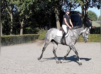 Zangersheider, Hongre, 6 Ans, 175 cm, Bai