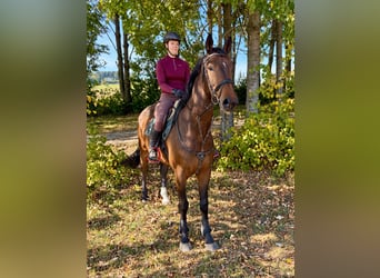 Zangersheider, Hongre, 6 Ans, 176 cm, Bai brun