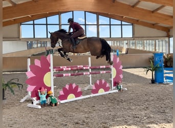Zangersheider, Hongre, 6 Ans, 176 cm, Bai brun