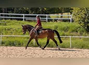 Zangersheider, Hongre, 6 Ans, 176 cm, Bai brun