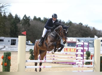 Zangersheider, Hongre, 6 Ans, 178 cm, Bai brun