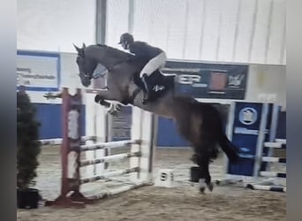 Zangersheider, Hongre, 6 Ans, 178 cm, Bai