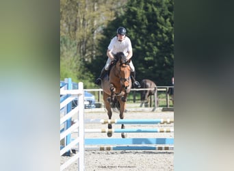 Zangersheider, Hongre, 6 Ans, Bai cerise