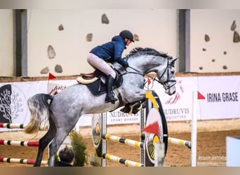 Zangersheider, Hongre, 6 Ans, Gris