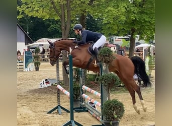 Zangersheider, Hongre, 7 Ans, 165 cm, Bai