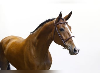 Zangersheider, Hongre, 7 Ans, 165 cm, Bai